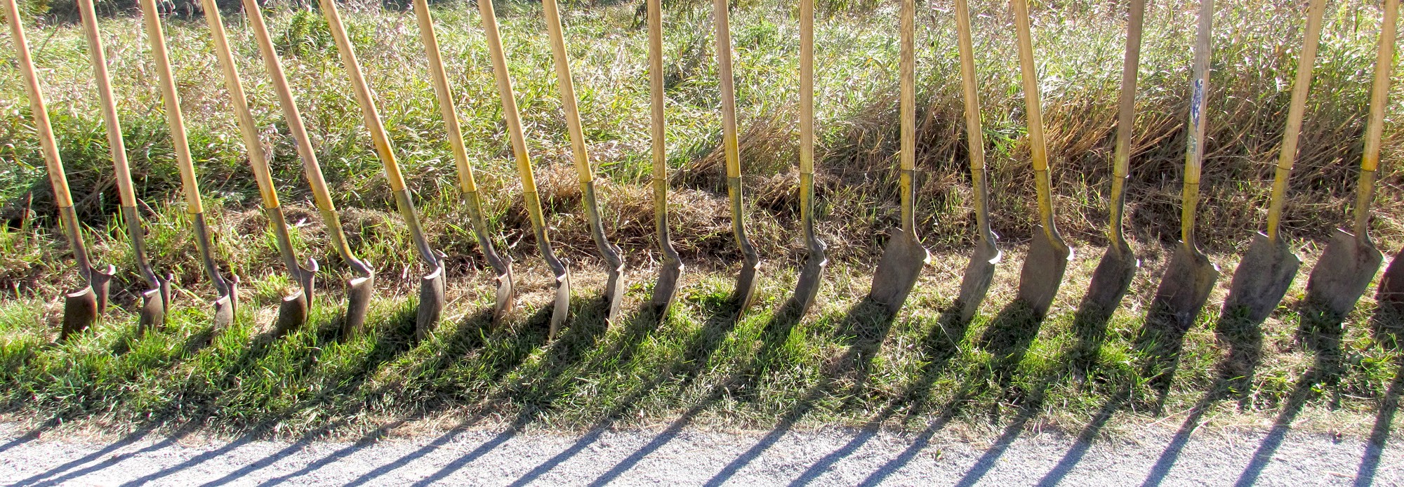 Row of shovels in the ground.