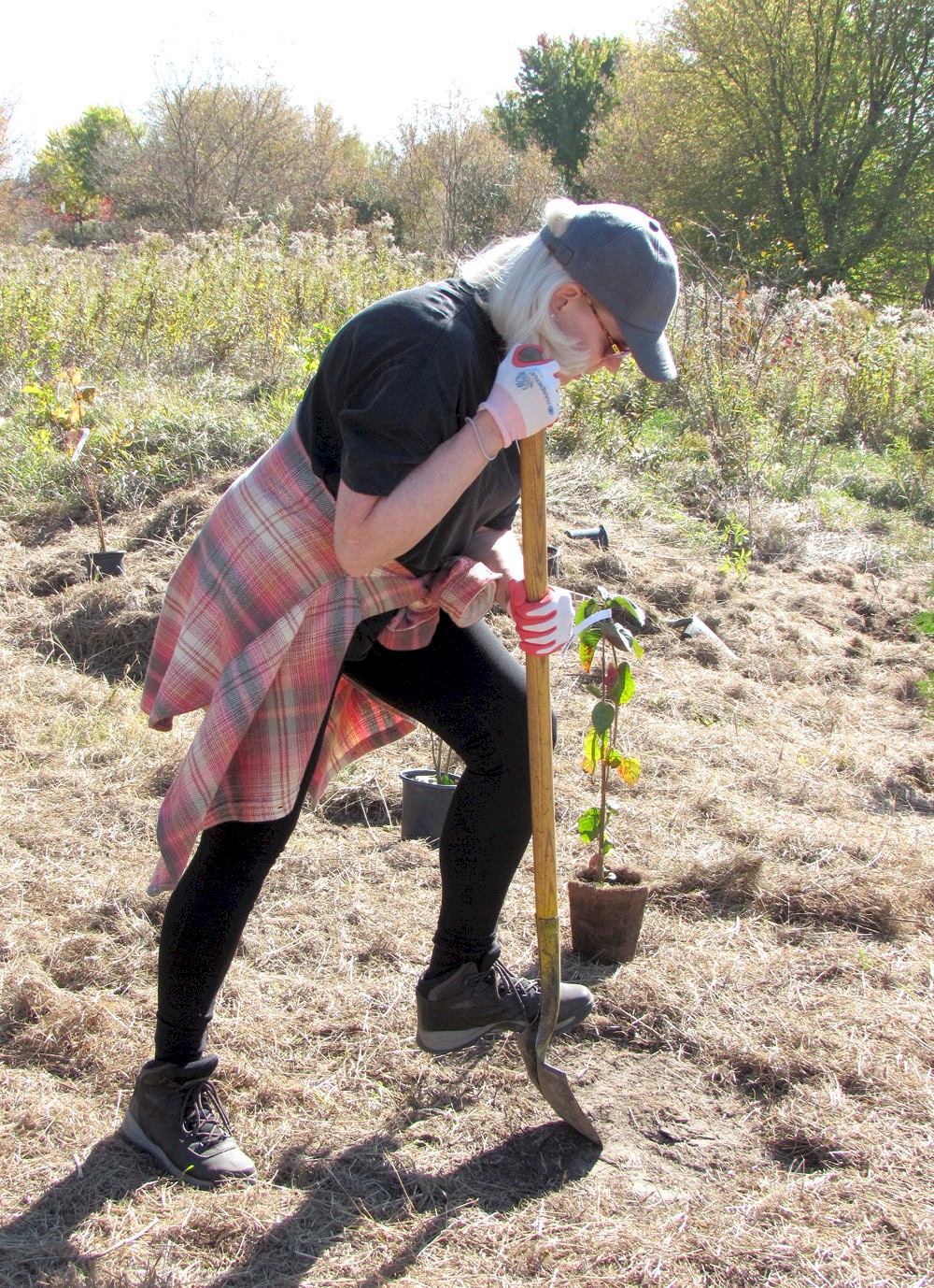 DG Group staff member shovelling ground to plant trees.